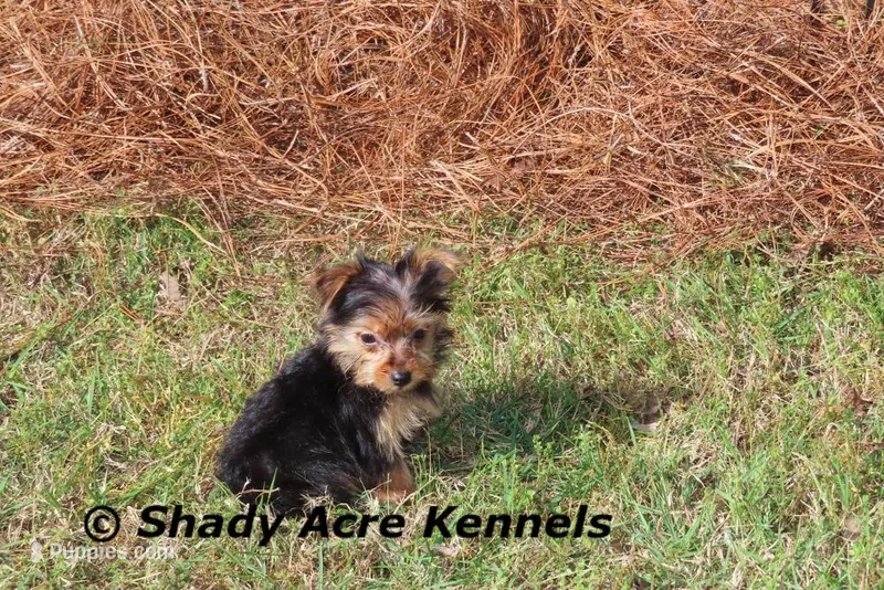 Teeny Tiny Odie – Yorkshire Terrier puppy for sale in Macon, GA