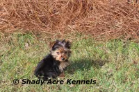 Teeny Tiny Odie, a male Yorkshire Terrier for sale in Macon, GA – Photo 1 of 6