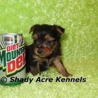 Teeny Tiny Odie-Ready 3-19-AKC registration available, a male Yorkshire Terrier for sale in Macon, GA – Photo 2 of 8