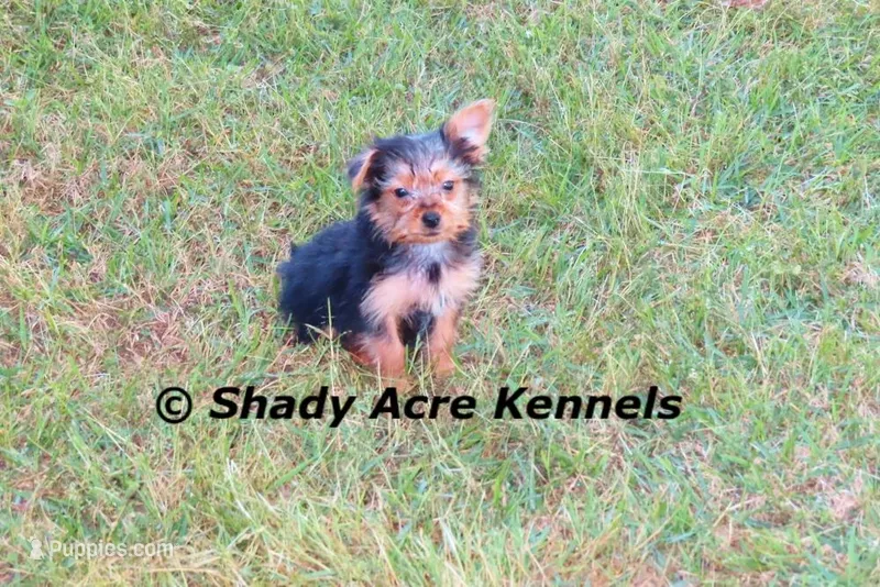 Teeny Tiny Odie – Yorkshire Terrier puppy for sale in Macon, GA