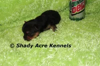 Odie-Ready 3-19-AKC registration available, a male Yorkshire Terrier for sale in Macon, GA – Photo 10 of 10