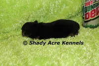 Odie-Ready 3-19-AKC registration available, a male Yorkshire Terrier for sale in Macon, GA – Photo 3 of 10