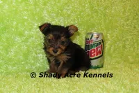 Teeny Tiny Odie, a male Yorkshire Terrier for sale in Macon, GA – Photo 1 of 6