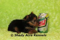 Teeny Tiny Odie, a male Yorkshire Terrier for sale in Macon, GA – Photo 6 of 6