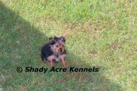 Teeny Tiny Odie, a male Yorkshire Terrier for sale in Macon, GA – Photo 5 of 6
