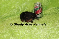 Odie-Ready 3-19-AKC registration available, a male Yorkshire Terrier for sale in Macon, GA – Photo 8 of 10