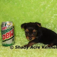 Teeny Tiny Odie-Ready 3-19-AKC registration available, a male Yorkshire Terrier for sale in Macon, GA – Photo 6 of 8
