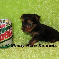 Teeny Tiny Odie-Ready 3-19-AKC registration available, a male Yorkshire Terrier for sale in Macon, GA – Photo 7 of 8