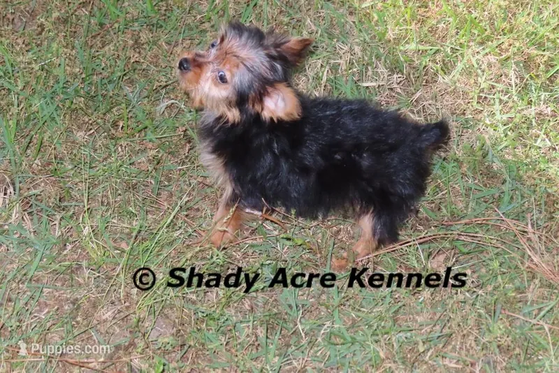 Teeny Tiny I weigh 4lb. – Yorkshire Terrier puppy for sale in Macon, GA