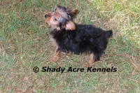 Teeny Tiny Odie, a male Yorkshire Terrier for sale in Macon, GA – Photo 4 of 6