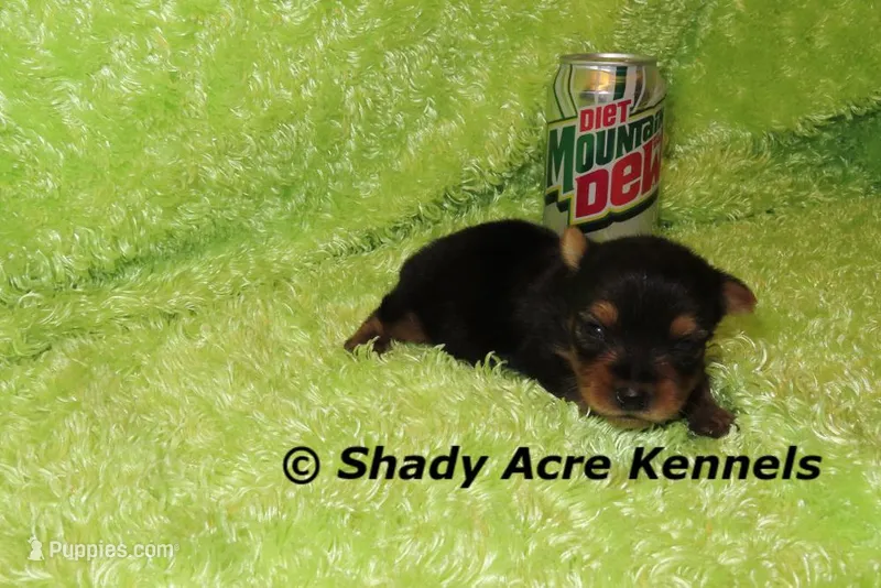 Odie-Ready 3-19-AKC registration available