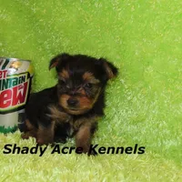 Teeny Tiny Odie-Ready 3-19-AKC registration available, a male Yorkshire Terrier for sale in Macon, GA – Photo 8 of 8