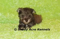 Eski, a male Miniature Schnauzer for sale in Macon, GA – 4 of 9