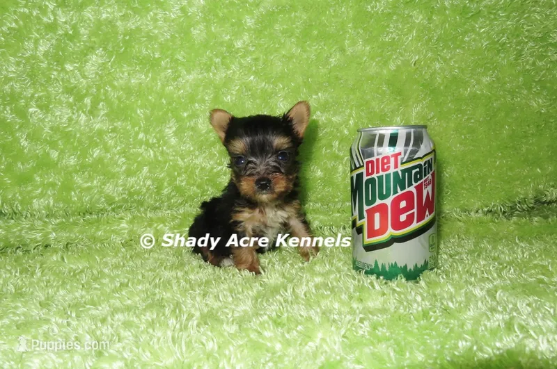 AKC Central-average <4lb--Parent pics listed – Yorkshire Terrier puppy for sale in Macon, GA