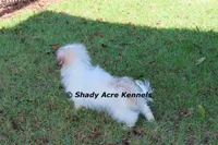 McCavity--Parent pics too, a male Shichon for sale in Macon, GA – 5 of 8
