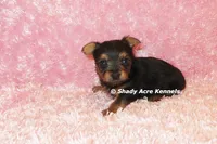 Bloxie-both parents are <5 lbs., a female Yorkshire Terrier for sale in Macon, GA – 1 of 9