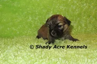 Gilvan, a male Mal Shi for sale in Macon, GA – 3 of 5