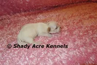 Dianna, a female Mal Shi for sale in Macon, GA – 6 of 7