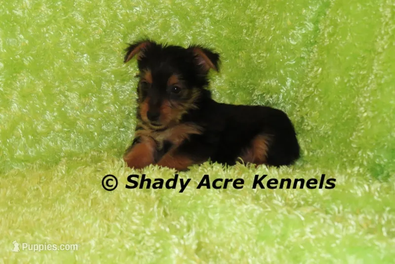 SeaDog--AKC reg. available – Yorkshire Terrier puppy for sale in Macon, GA