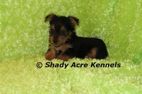 SeaDog--AKC reg. available, a male Yorkshire Terrier for sale in Macon, GA – 1 of 5