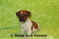 Smooth Shorty Cheff, a male Jack Russell Terrier for sale in Macon, GA – 10 of 10