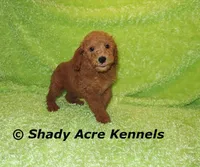 LAST ONE-F1b mini-Shindig, a male Goldendoodle for sale in Macon, GA – Photo 9 of 9
