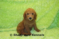 LAST ONE-F1b mini-Shindig, a male Goldendoodle for sale in Macon, GA – Photo 2 of 9