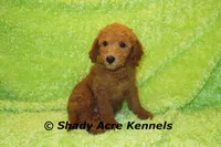LAST ONE-F1b mini-Shindig, a male Goldendoodle for sale in Macon, GA – Photo 3 of 9