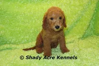 LAST ONE-F1b mini-Shindig, a male Goldendoodle for sale in Macon, GA – Photo 6 of 9