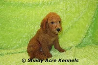 LAST ONE-F1b mini-Shindig, a male Goldendoodle for sale in Macon, GA – Photo 4 of 9
