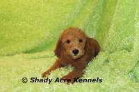 LAST ONE-F1b mini-Shindig, a male Goldendoodle for sale in Macon, GA – Photo 7 of 9