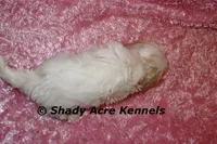 Diamond, a female Mal Shi for sale in Macon, GA – 8 of 10