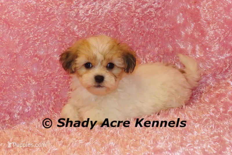 Magnolia – Shichon puppy for sale in Macon, GA