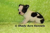 Indy--Splash with a Haggerty Spot, a male Boston Terrier for sale in Macon, GA – 5 of 10