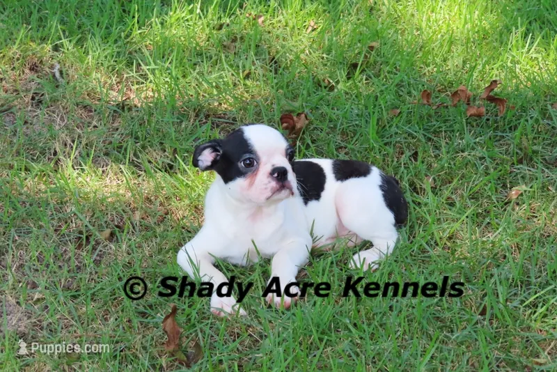 Indy--Splash with a Haggerty Spot – Boston Terrier puppy for sale in Macon, GA