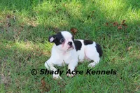 Indy--well behaved, happy, a male Boston Terrier for sale in Macon, GA – 3 of 10