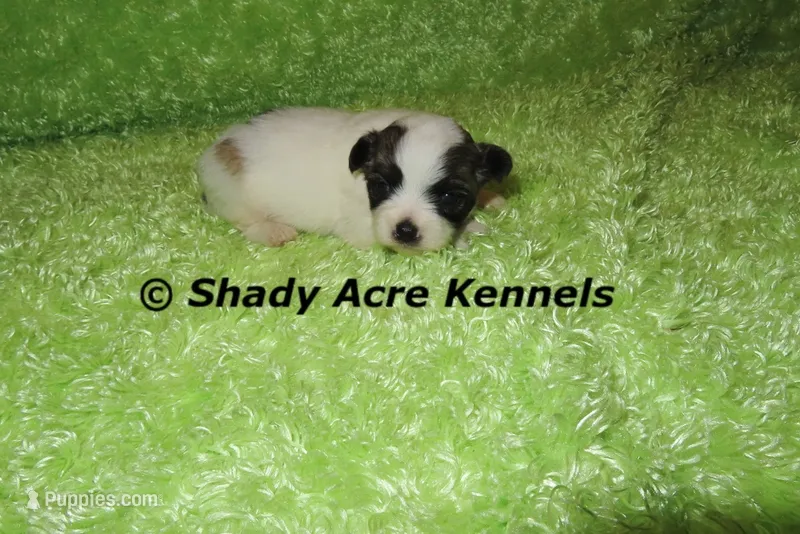 McCavity – Shichon puppy for sale in Macon, GA