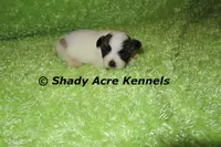 McCavity, a male Shichon for sale in Macon, GA – 1 of 8