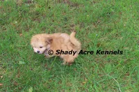 Gironimo, a male Mal Shi for sale in Macon, GA – 5 of 7