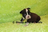 Mack--ready to go 11-2, a male Boston Terrier for sale in Macon, GA – 6 of 6