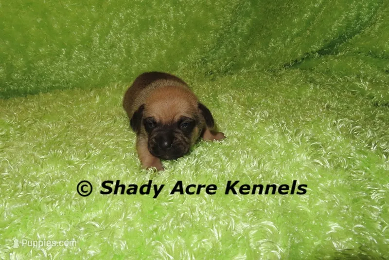 Bebby – Puggle puppy for sale in Macon, GA
