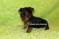 Blockberry-both parents are <5 lbs., a male Yorkshire Terrier for sale in Macon, GA – 2 of 6