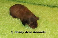 Long Hair Cruiser, a male Miniature Dachshund for sale in Macon, GA – Photo 6 of 6