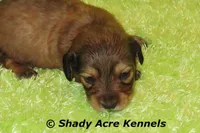 Long Hair Cruiser, a male Miniature Dachshund for sale in Macon, GA – Photo 3 of 6