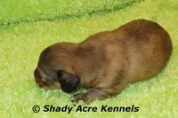 Long Hair Cruiser, a male Miniature Dachshund for sale in Macon, GA – Photo 2 of 6