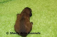 Long Hair Cruiser, a male Miniature Dachshund for sale in Macon, GA – Photo 5 of 6