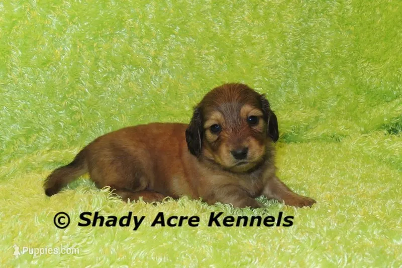 Long Hair Cruiser – Miniature Dachshund puppy for sale in Macon, GA