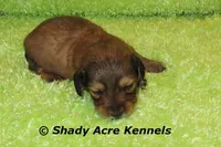 Long Hair Cruiser, a male Miniature Dachshund for sale in Macon, GA – Photo 1 of 6
