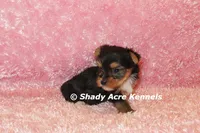 Buffi---AKC registerable, a female Yorkshire Terrier for sale in Macon, GA – 3 of 10