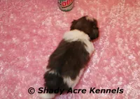 Kisses-Ready 3-18, a female Shih Tzu for sale in Macon, GA – Photo 6 of 7